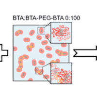 Supramolecular association in binary hydrogels